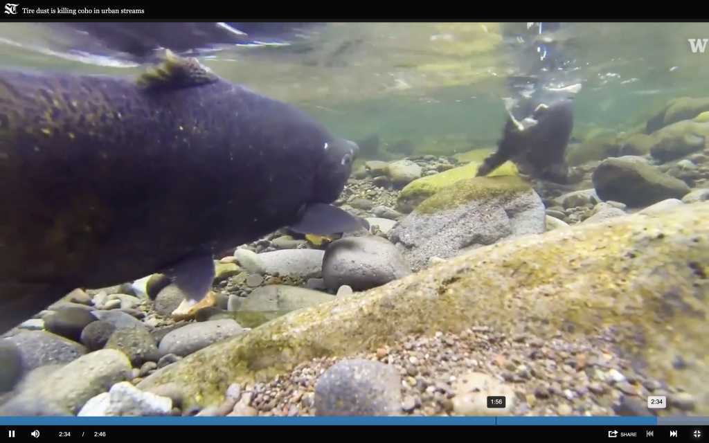 Tire dust killing coho salmon returning to Puget Sound, new research shows – The Seattle Times