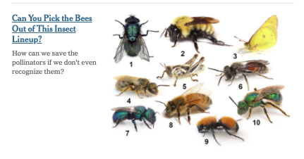 How You Can Help Count and Conserve Native Bees