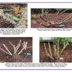 PRUNE-5-BASIC-STEPS_Page_2