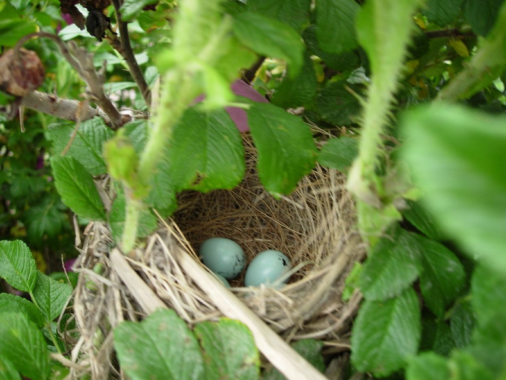 A Nest to Call Your Own