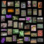 2022-0224 Winter Garden Photo Critique_Page_01