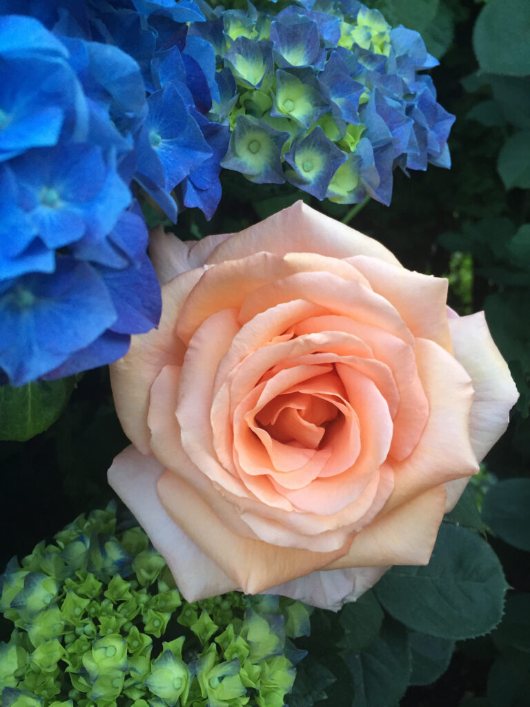 Testing Suzette's Rose